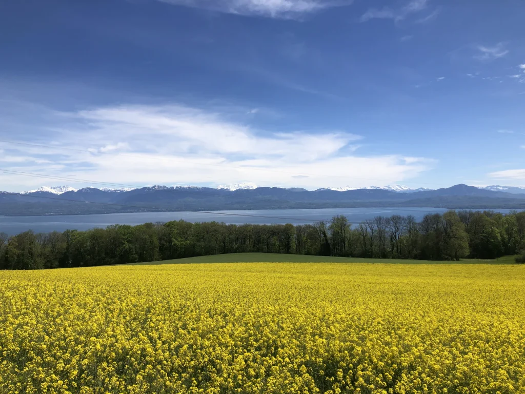 Campagne du Pays de Gex avec vue sur le lac Léman