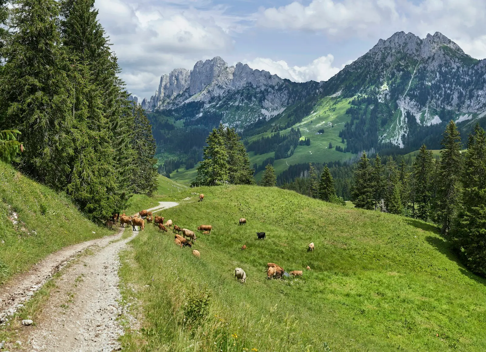 Chemin d’alpage en été