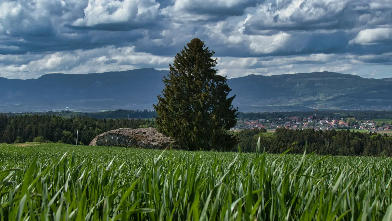 Prairie et montagnes du Jura en été